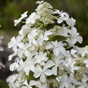 Hortenzija šluotelinė (Hydrangea paniculata) &#039;Levana&#039;